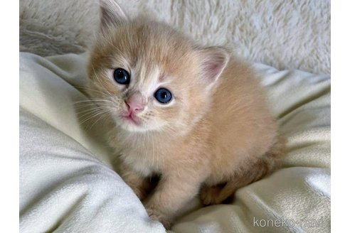 成約済の埼玉県のサイベリアン-68254の8枚目