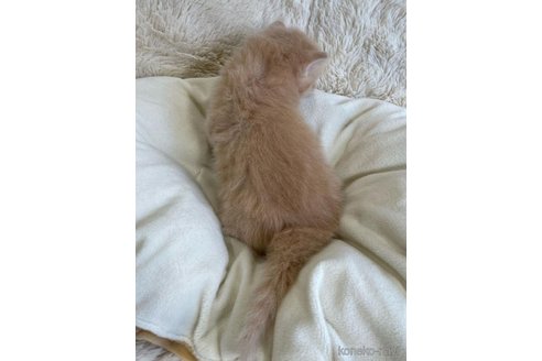 成約済の埼玉県のサイベリアン-68254の7枚目