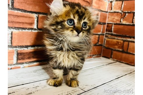 販売中の大阪府のキンカロー-68265