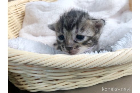 成約済の埼玉県のベンガル-68294の2枚目