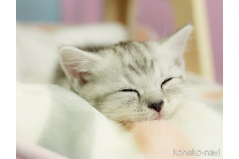 成約済の千葉県のミヌエット(短足)-68332の3枚目