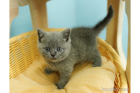 K18 18金 南洋パール 猫 CAT ピンブローチ ねこ ロシアンブルー  