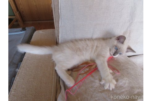 販売中の大分県のラグドール-66319の39枚目