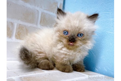 成約済の東京都のミヌエット(短足)-68402の6枚目