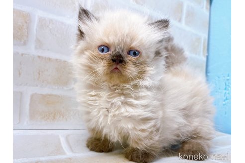 成約済の東京都のミヌエット(短足)-68402の2枚目