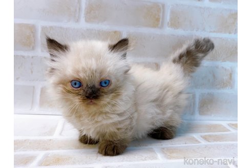 成約済の東京都のミヌエット(短足)-68402の3枚目