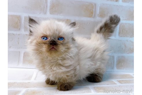 成約済の東京都のミヌエット(短足)-68402の4枚目