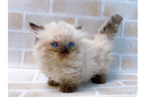 成約済の東京都のミヌエット(短足)-68402の5枚目