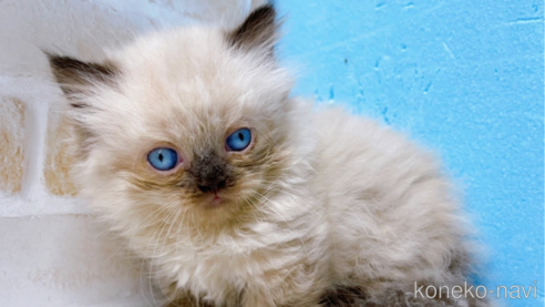 成約済の東京都のミヌエット(短足)-68402