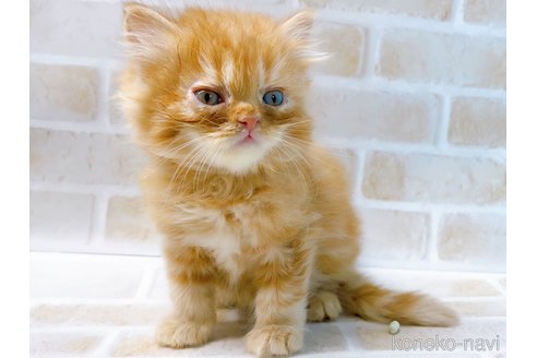 成約済の東京都のミヌエット-68405の19枚目