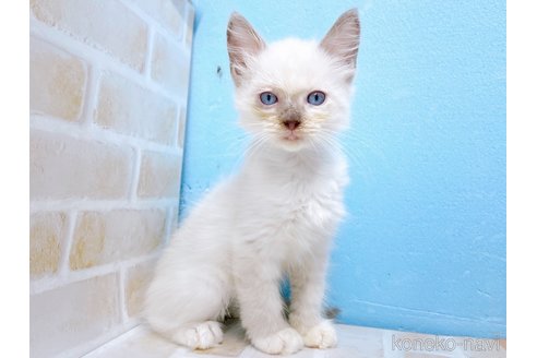 成約済の東京都のラグドール-68425