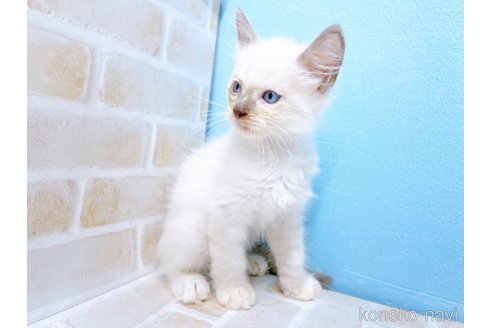 成約済の東京都のラグドール-68425の2枚目