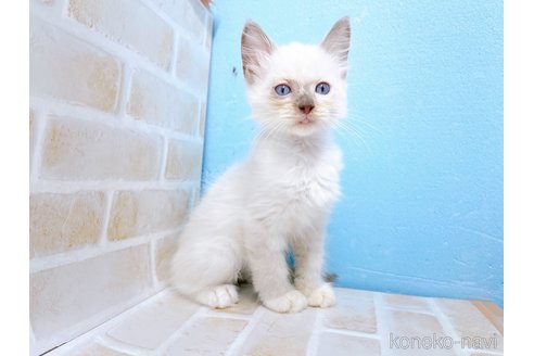 成約済の東京都のラグドール-68425の3枚目