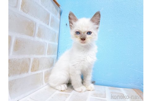 成約済の東京都のラグドール-68425の4枚目