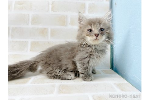 成約済の東京都のマンチカン(短足)-68430の12枚目