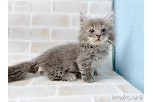 成約済の東京都のマンチカン(短足)-68430の13枚目