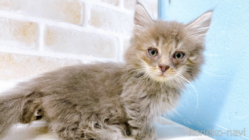 成約済の東京都のマンチカン(短足)-68430の11枚目