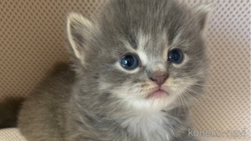 成約済の埼玉県のサイベリアン-68094の6枚目