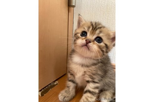 成約済の三重県のスコティッシュフォールド-68523の2枚目