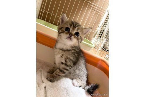 成約済の三重県のスコティッシュフォールド-68523の3枚目