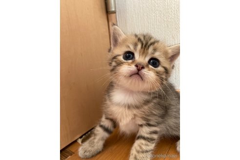 成約済の三重県のスコティッシュフォールド-68523の5枚目