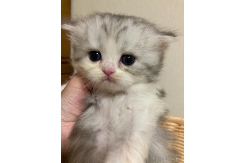 成約済の三重県のスコティッシュフォールド-68524の3枚目