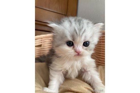 成約済の三重県のスコティッシュフォールド-68524の1枚目