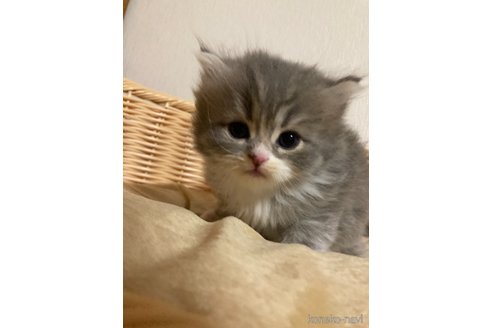 成約済の三重県のスコティッシュフォールド-68525の3枚目