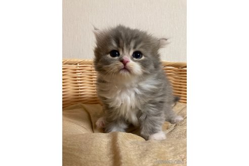 成約済の三重県のスコティッシュフォールド-68525の1枚目