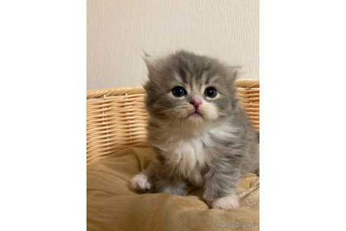 成約済の三重県のスコティッシュフォールド-68525の2枚目