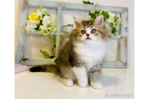 成約済の大阪府のラガマフィン-66911の6枚目