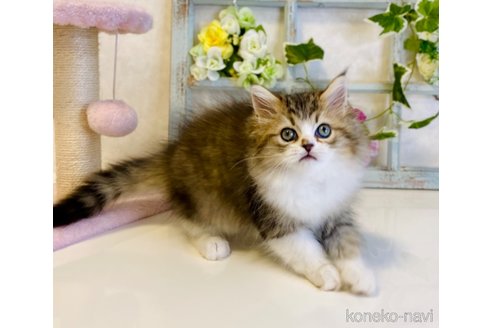 成約済の大阪府のラガマフィン-66911の7枚目