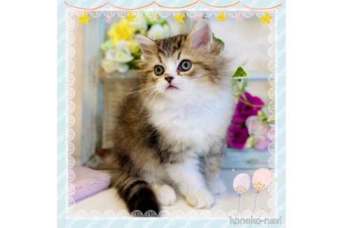 成約済の大阪府のラガマフィン-66911