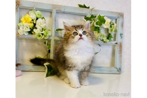 成約済の大阪府のラガマフィン-66911の8枚目