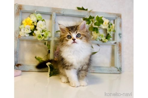 成約済の大阪府のラガマフィン-66911の9枚目