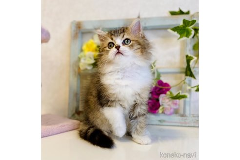 成約済の大阪府のラガマフィン-66911の10枚目