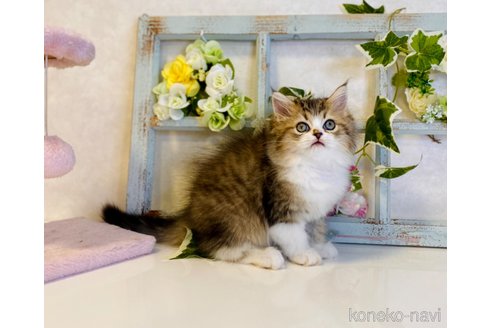 成約済の大阪府のラガマフィン-66911の2枚目