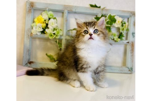 成約済の大阪府のラガマフィン-66911の3枚目