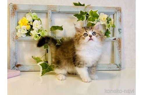 成約済の大阪府のラガマフィン-66911の5枚目