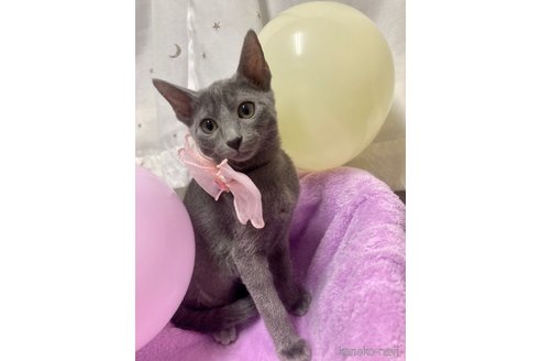 販売中の群馬県のロシアンブルー-68542