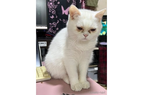 成約済の埼玉県のミックス-62513の40枚目
