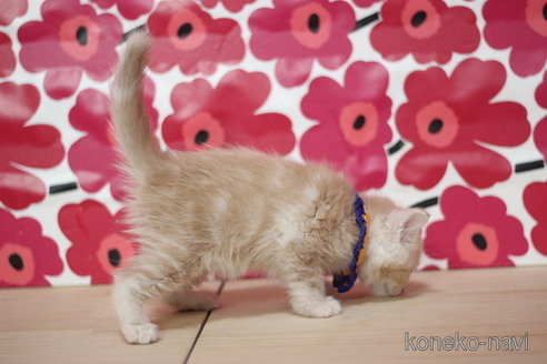 成約済の東京都のマンチカン-68564の3枚目