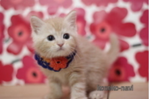 成約済の東京都のマンチカン-68564の1枚目