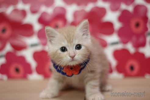 成約済の東京都のマンチカン-68564の2枚目