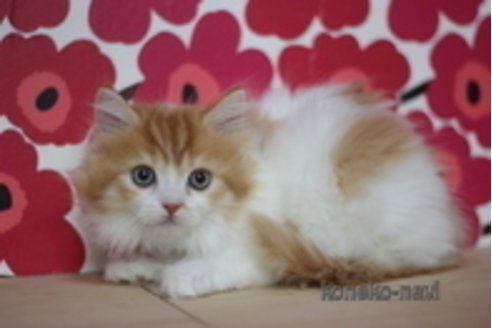 成約済の東京都のマンチカン-68566