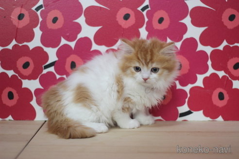 成約済の東京都のマンチカン-68566の2枚目