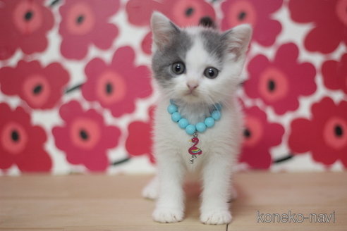 成約済の東京都のスコティッシュフォールド-68568