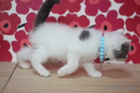 成約済の東京都のスコティッシュフォールド-68568の3枚目