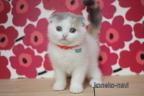 成約済の東京都のスコティッシュフォールド(折れ耳)-68569の1枚目