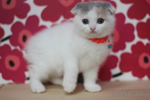 成約済の東京都のスコティッシュフォールド(折れ耳)-68569の2枚目